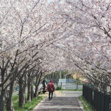 緑地の堤も桜の花トンネル～