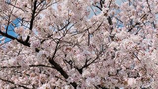 桜 咲く 嵐山公園