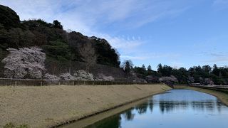 桜が綺麗でした。