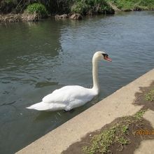 綺麗になった大堀川には白鳥の餌があるのでしょう