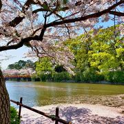 満開の桜と小田原城