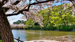 満開の桜と小田原城