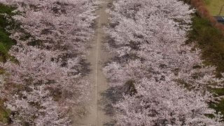 桜の名所です！
