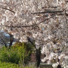 屋上でも緑いっぱい