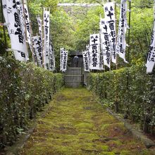 苔むした階段を上から見たところ