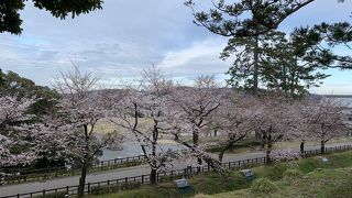桜に囲まれて