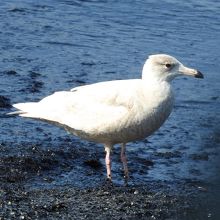 シロカモメ若鳥