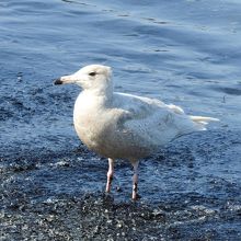 シロカモメ若鳥