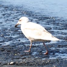 シロカモメ若鳥