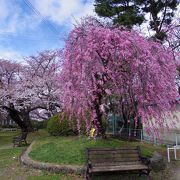 お花見に