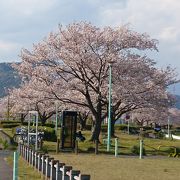 安倍川公園の桜もキレイ