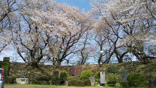 西尾（吉良）の桜の名所