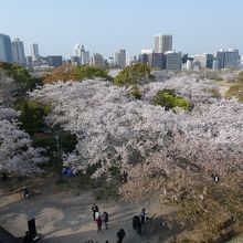 本丸天守台後から本丸跡の桜の木々を見る
