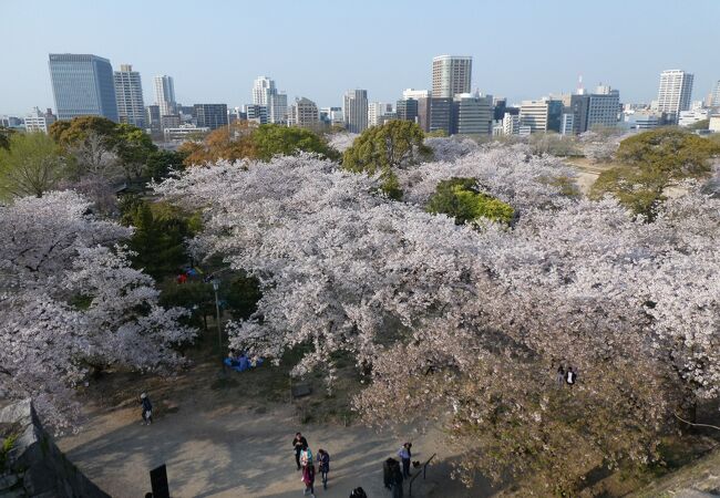 本丸天守台後から本丸跡の桜の木々を見る