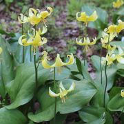 カタクリ以外にも野の花が満載