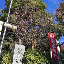 鬱蒼と茂る樹々