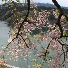 山桜