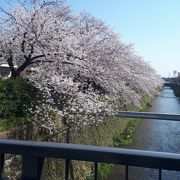 桜の季節は花見客で一杯