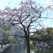 お堀端に出ると八重桜