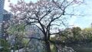 お堀端に出ると八重桜