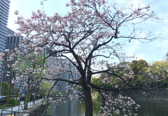 お堀端に出ると八重桜