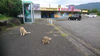 親切なスタッフの方が案内してくださいました。