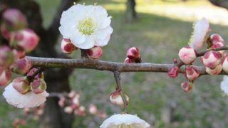 菜の花とのコラボがとても素敵だわぁー