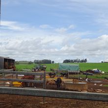 牧場ですので結構においます