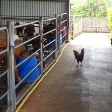 ニワトリは放し飼い