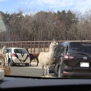 モンキーショーとドックショーは楽しいけれど危険がいっぱいの草食獣ゾーンの餌やり