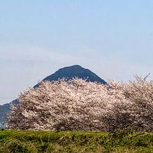 笠原桜公園から眺めた三上山。