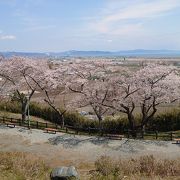 見晴らしの良い桜の穴場