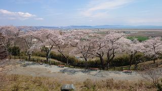 見晴らしの良い桜の穴場