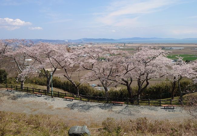 見晴らしの良い桜の穴場