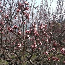あんずの花はまだつぼみの状態