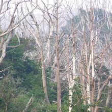 噴火の影響が残る枯木林の風景