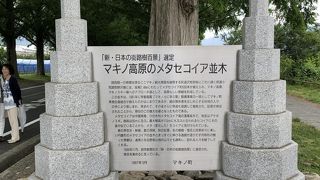 見応えある並木です