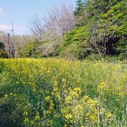 遅咲きの桜や菜の花