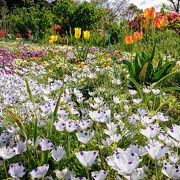 色とりどりの花々が咲き乱れます