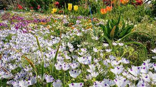 色とりどりの花々が咲き乱れます