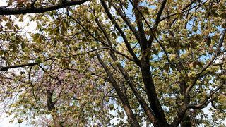 黄緑の桜が綺麗です 今年はバラ園は駄目かも