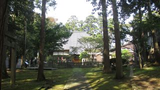 ミニミニ苔寺です。