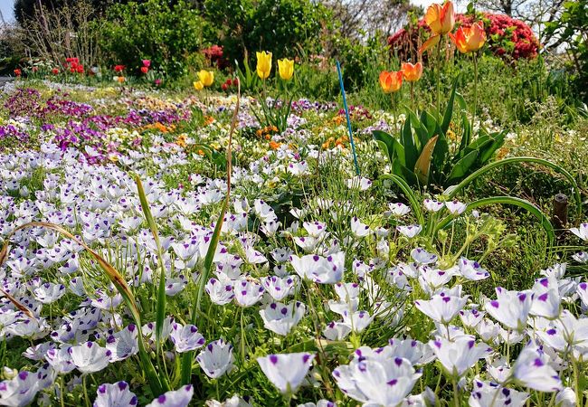 色とりどりの花々が咲き乱れます