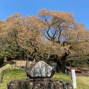 満開の時期を逃したのですが、気の姿に圧倒された。