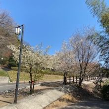 駐車場の周辺の桜は、満開でした。