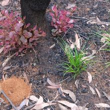 …その中から甦って来る自然の命の姿も見られました。
