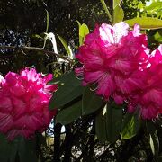 荒井城址公園の石楠花（シャクナゲ）と枝垂れ桜