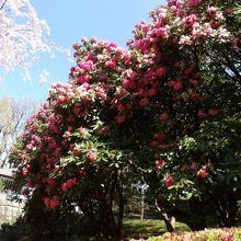 石楠花（シャクナゲ）