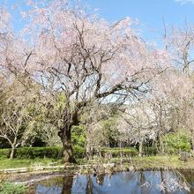 枝垂れ桜