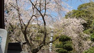真福寺の枝垂れ桜とタブノキやイトヒバの巨木